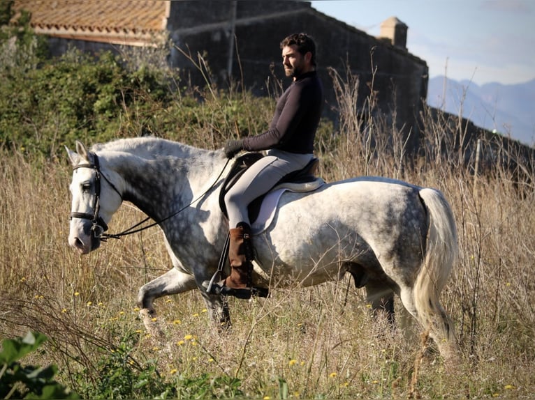 PRE Croisé Étalon 6 Ans 159 cm Gris pommelé in Valencia