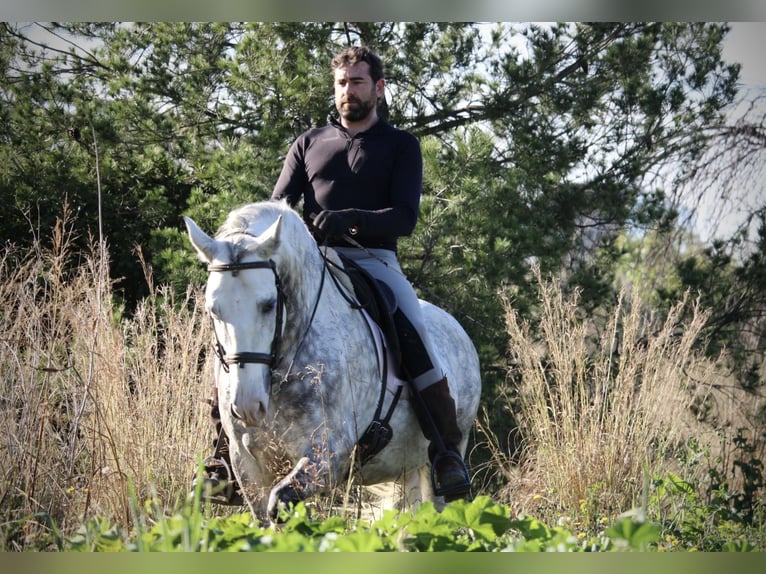 PRE Croisé Étalon 6 Ans 159 cm Gris pommelé in Valencia