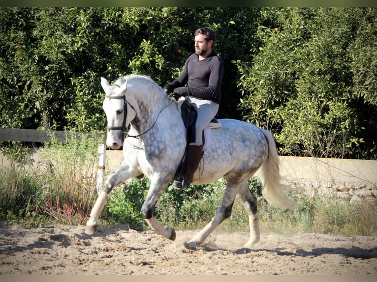 PRE Croisé Étalon 6 Ans 159 cm Gris pommelé in Valencia