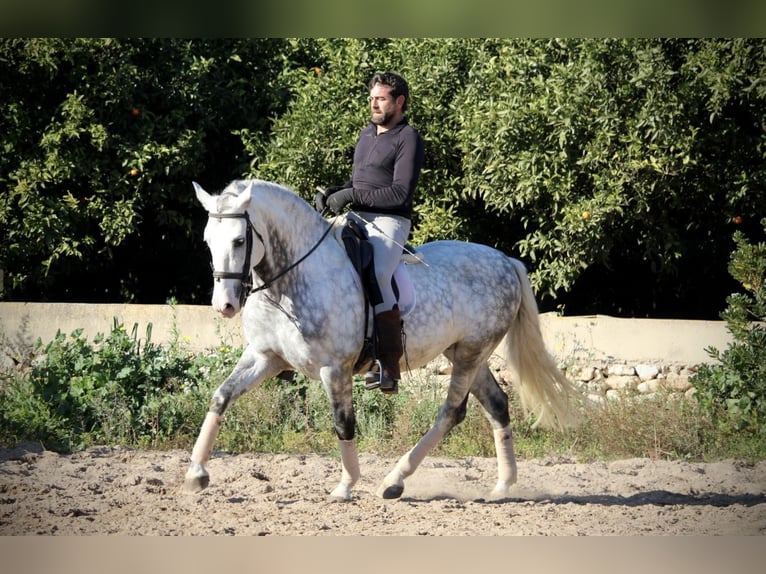 PRE Croisé Étalon 6 Ans 159 cm Gris pommelé in Valencia