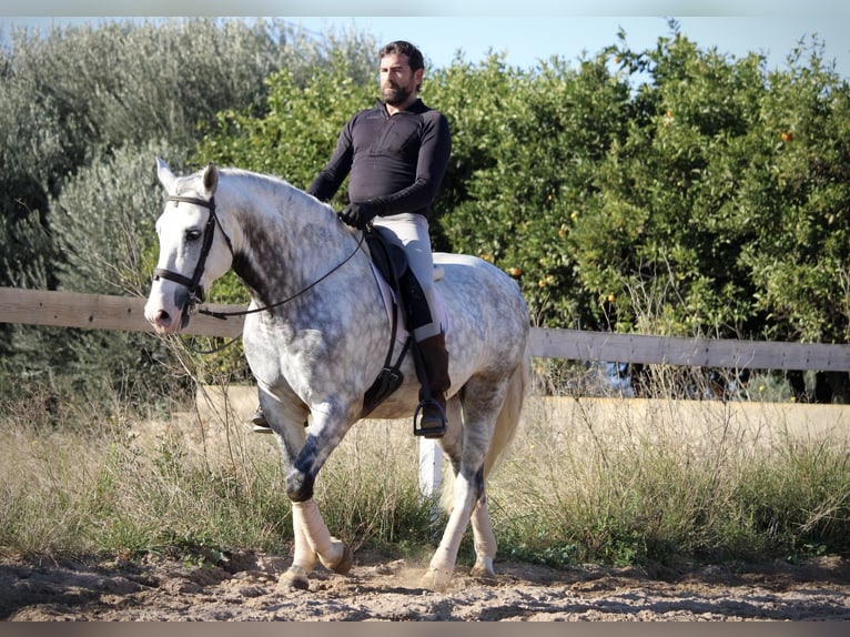 PRE Croisé Étalon 6 Ans 159 cm Gris pommelé in Valencia