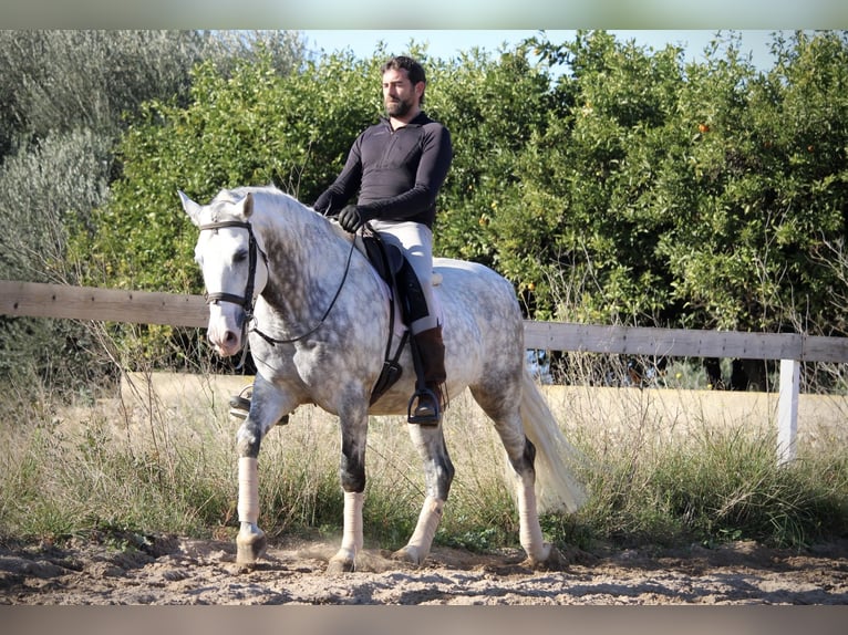 PRE Croisé Étalon 6 Ans 159 cm Gris pommelé in Valencia