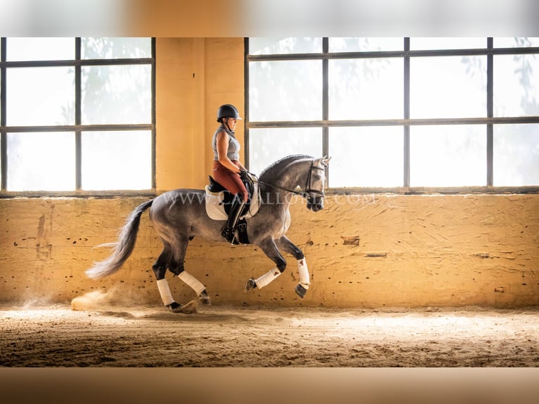 PRE Étalon 6 Ans 159 cm Rouan bleu in Rafelguaraf