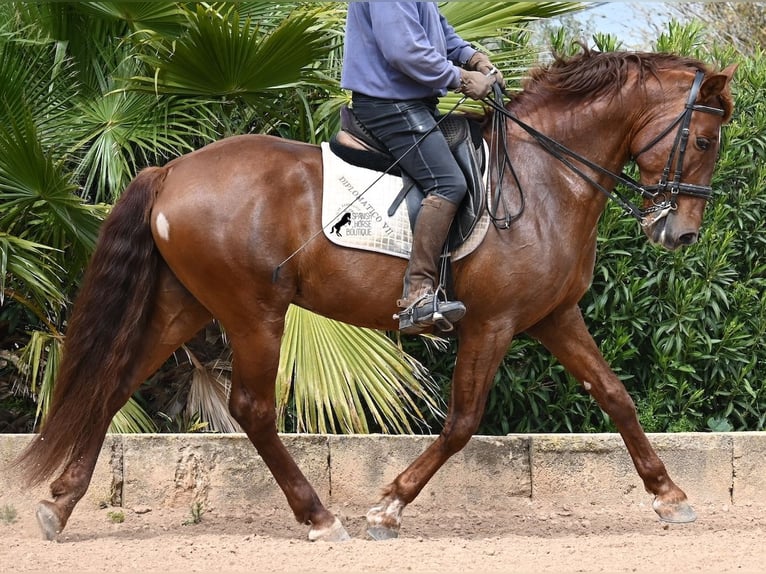 PRE Croisé Étalon 6 Ans 160 cm Alezan in Mallorca