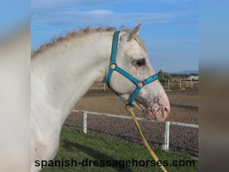 PRE Croisé Étalon 6 Ans 160 cm Blanc in Barcelona