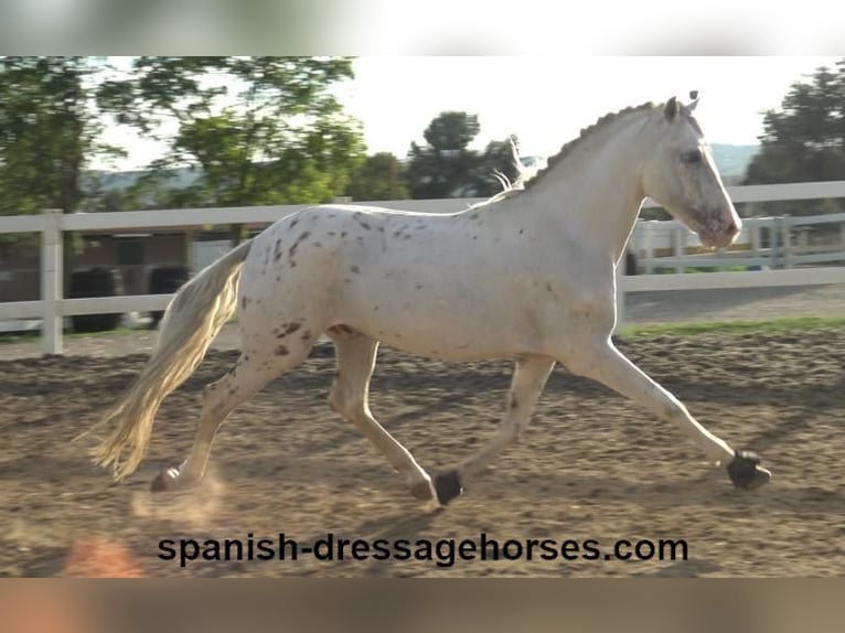 PRE Croisé Étalon 6 Ans 160 cm Blanc in Barcelona