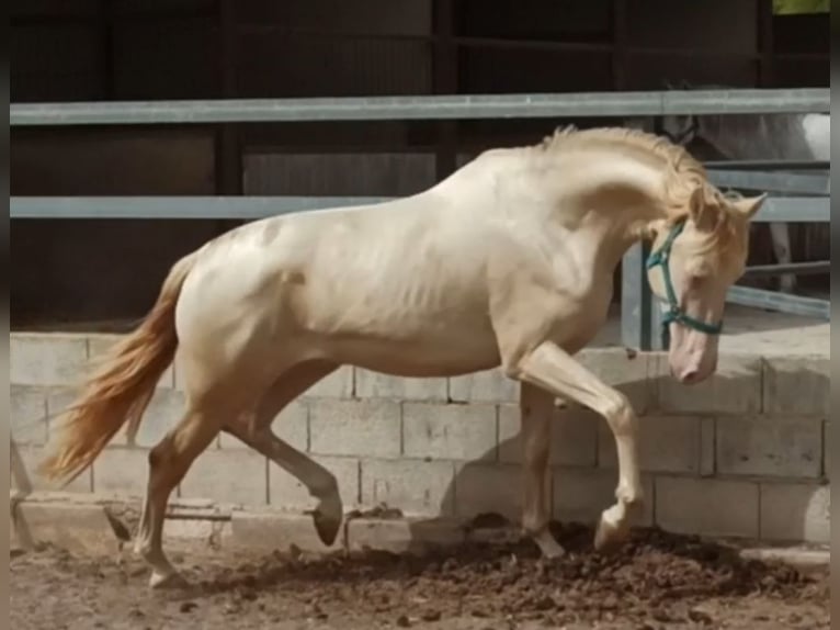 PRE Étalon 6 Ans 160 cm in Elx/Elche