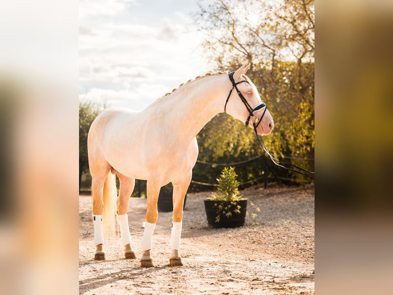 PRE Étalon 6 Ans 160 cm Cremello in Vilanova y la Geltrú