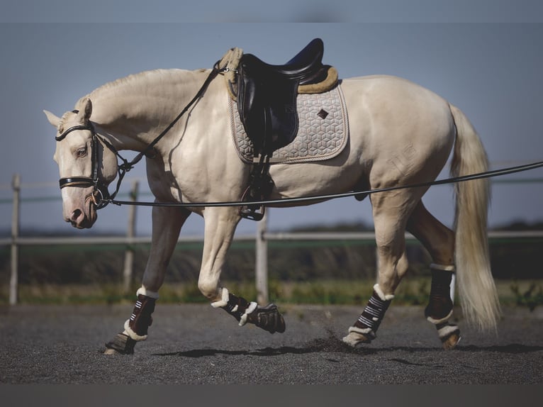 PRE Croisé Étalon 6 Ans 160 cm Cremello in Provins