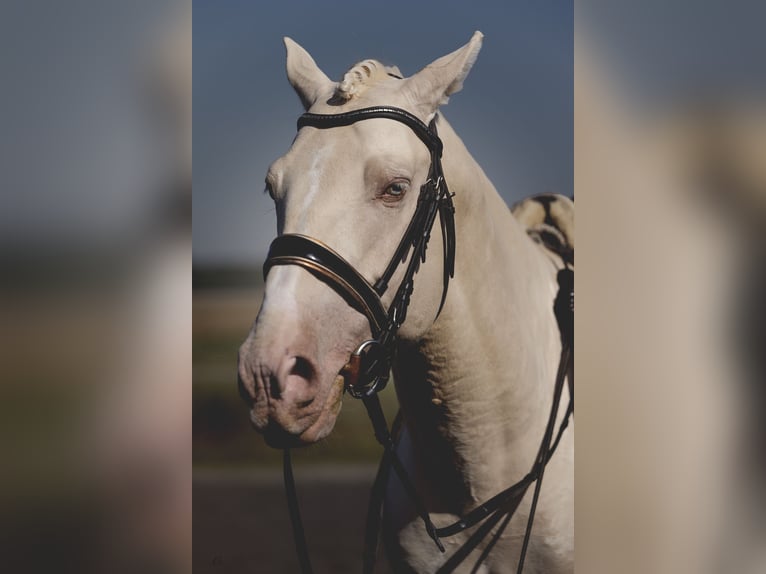 PRE Croisé Étalon 6 Ans 160 cm Cremello in Provins