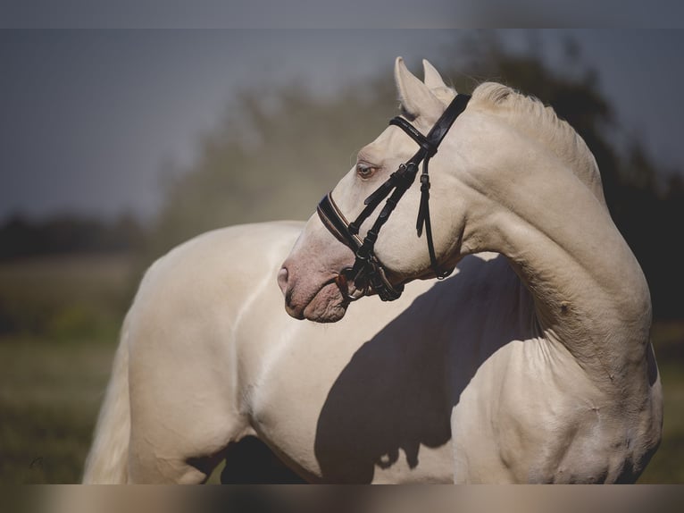 PRE Croisé Étalon 6 Ans 160 cm Cremello in Provins