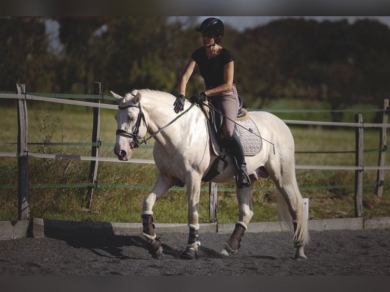 PRE Croisé Étalon 6 Ans 160 cm Cremello in Provins