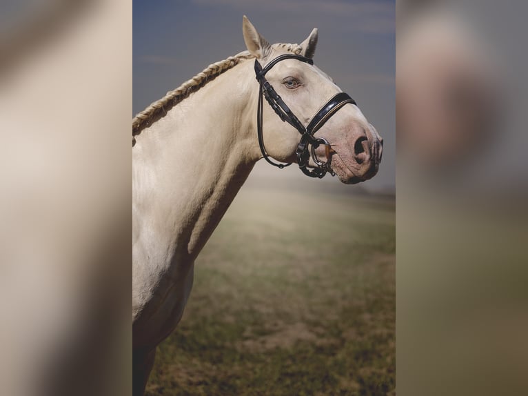 PRE Croisé Étalon 6 Ans 160 cm Cremello in Provins