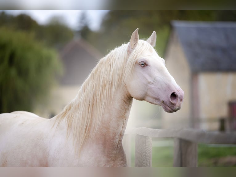 PRE Croisé Étalon 6 Ans 160 cm Cremello in Provins