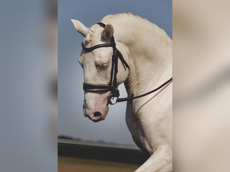 PRE Croisé Étalon 6 Ans 160 cm Cremello in Provins