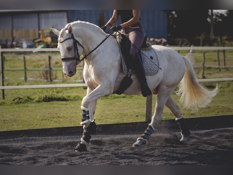 PRE Croisé Étalon 6 Ans 160 cm Cremello in Provins