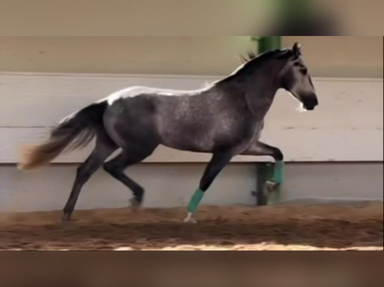 PRE Croisé Étalon 6 Ans 160 cm Gris in Alicante