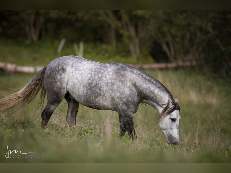 PRE Croisé Étalon 6 Ans 160 cm Gris in Herrsching