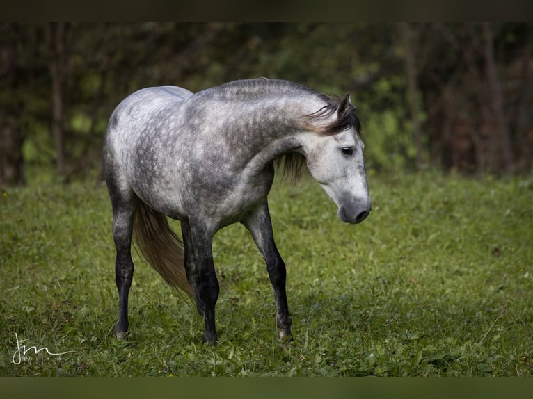 PRE Croisé Étalon 6 Ans 160 cm Gris in Herrsching