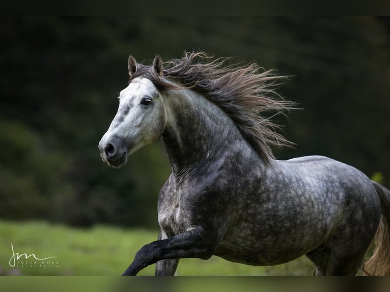 PRE Croisé Étalon 6 Ans 160 cm Gris in Herrsching