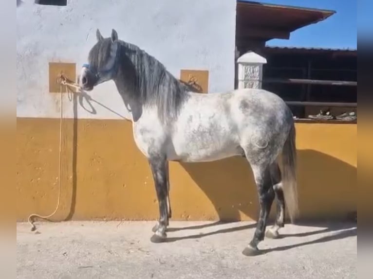 PRE Croisé Étalon 6 Ans 160 cm Gris pommelé in Martfeld