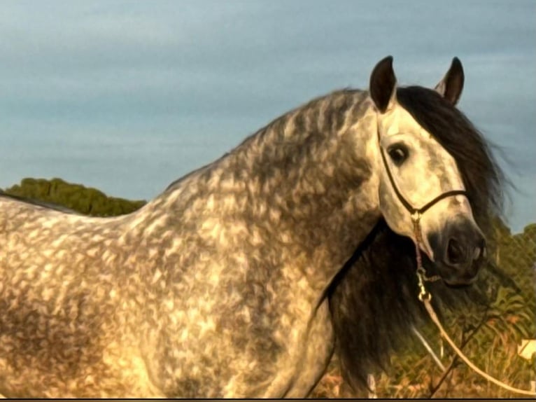 PRE Croisé Étalon 6 Ans 160 cm Gris pommelé in Martfeld