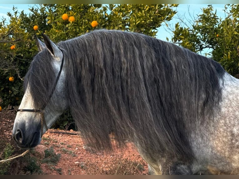 PRE Croisé Étalon 6 Ans 160 cm Gris pommelé in Martfeld