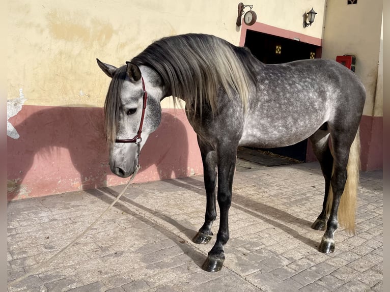 PRE Croisé Étalon 6 Ans 160 cm Gris pommelé in Granollers