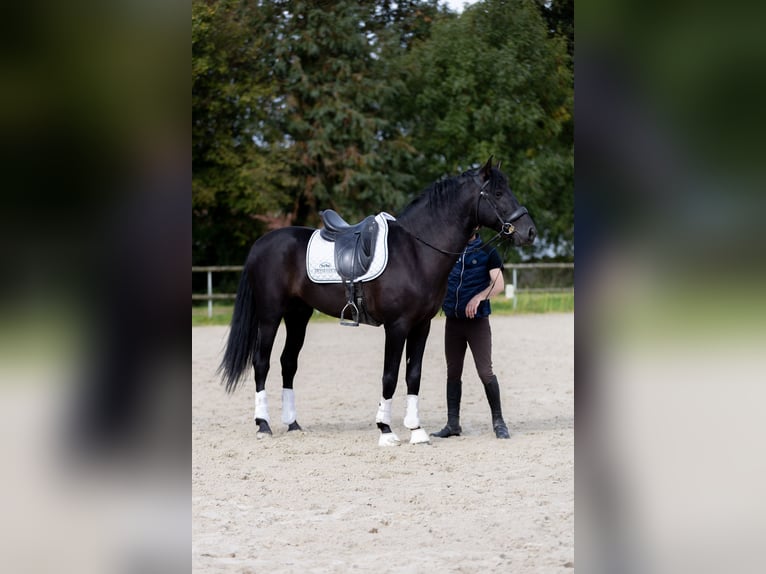 PRE Étalon 6 Ans 160 cm Noir in Saint-Guen