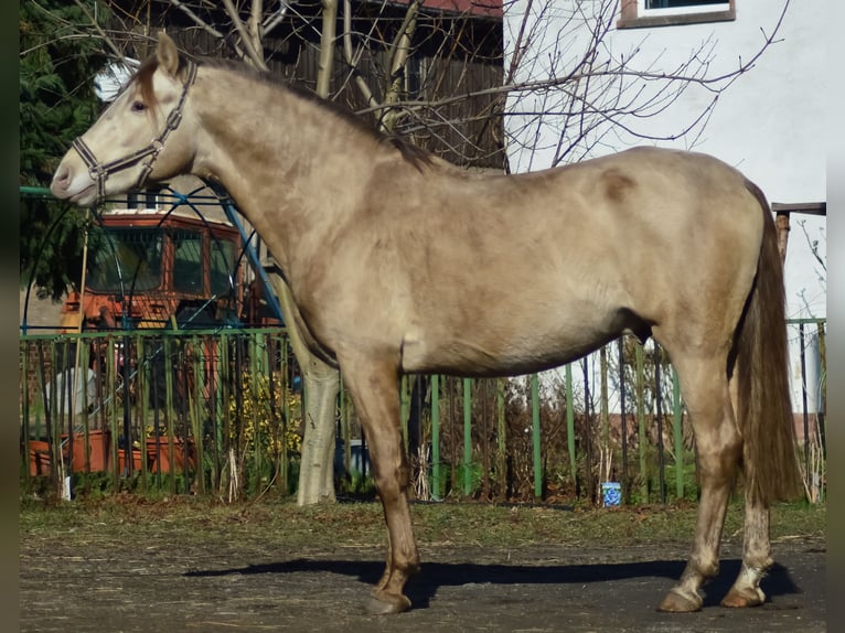 PRE Étalon 6 Ans 160 cm Perle in Grubditz