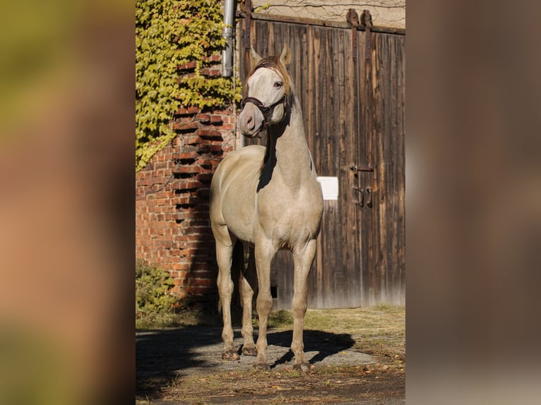 PRE Étalon 6 Ans 160 cm Perle in Grubditz