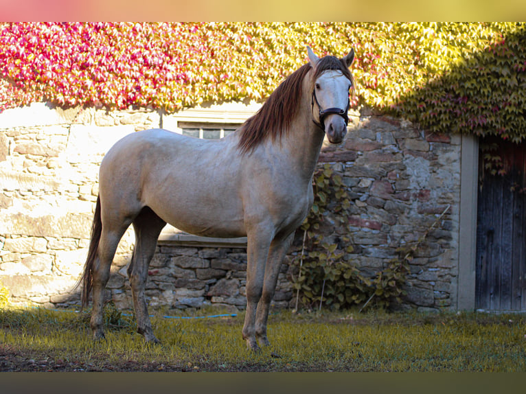 PRE Étalon 6 Ans 160 cm Perle in Grubditz