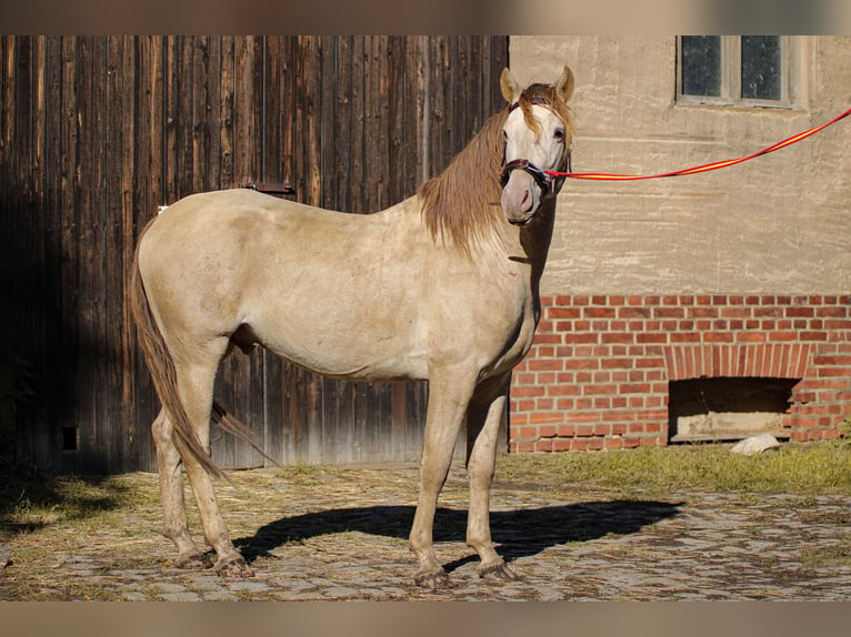 PRE Étalon 6 Ans 160 cm Perle in Grubditz