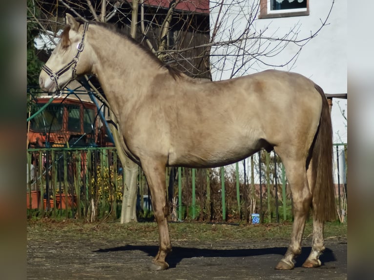 PRE Étalon 6 Ans 160 cm Perle in Grubditz