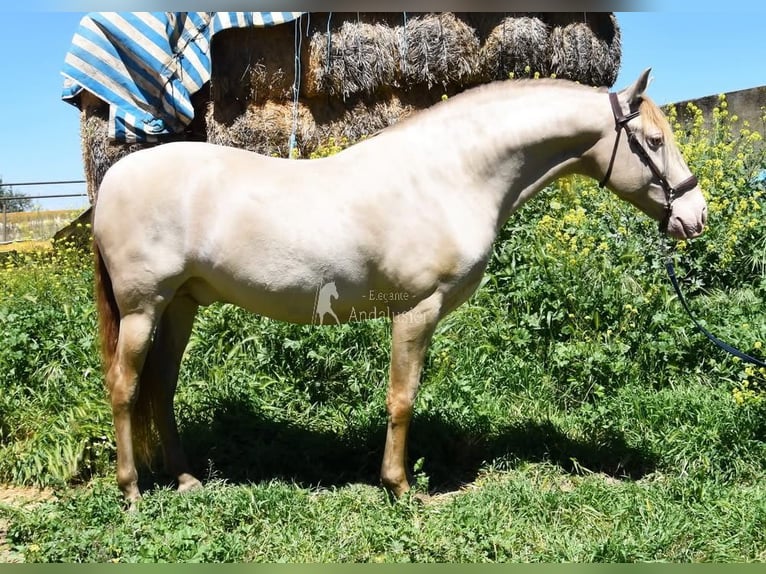 PRE Étalon 6 Ans 160 cm Perle in Provinz Granada