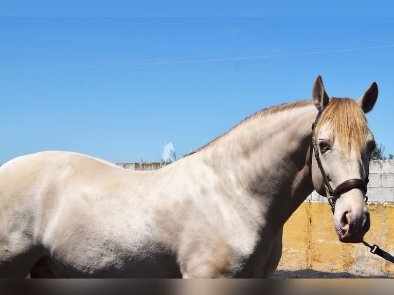 PRE Étalon 6 Ans 160 cm Perle in Provinz Granada