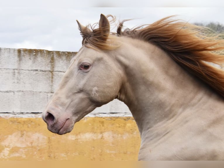 PRE Étalon 6 Ans 160 cm Perle in Provinz Granada