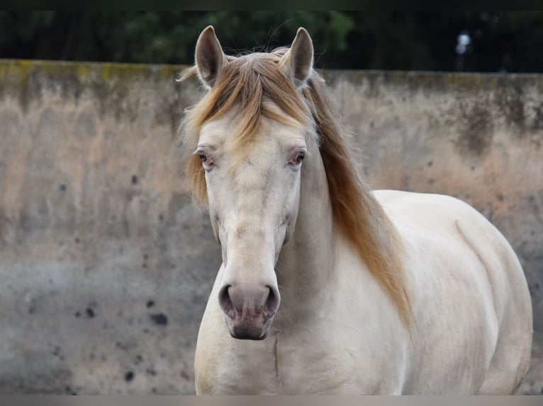 PRE Étalon 6 Ans 160 cm Perle in Provinz Granada