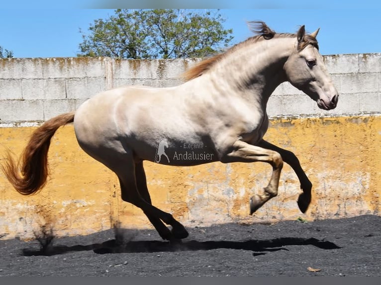 PRE Étalon 6 Ans 160 cm Perle in Provinz Granada