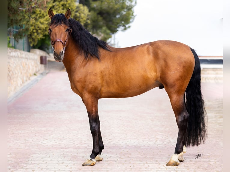 PRE Croisé Étalon 6 Ans 161 cm Bai cerise in Hamburg Allermöhe