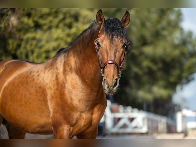 PRE Croisé Étalon 6 Ans 161 cm Bai cerise in Hamburg Allermöhe