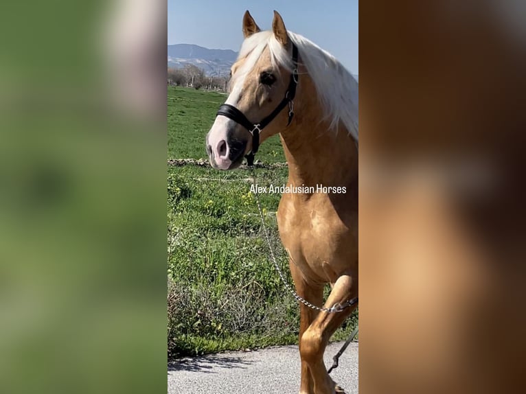 PRE Croisé Étalon 6 Ans 161 cm Palomino in Sevilla