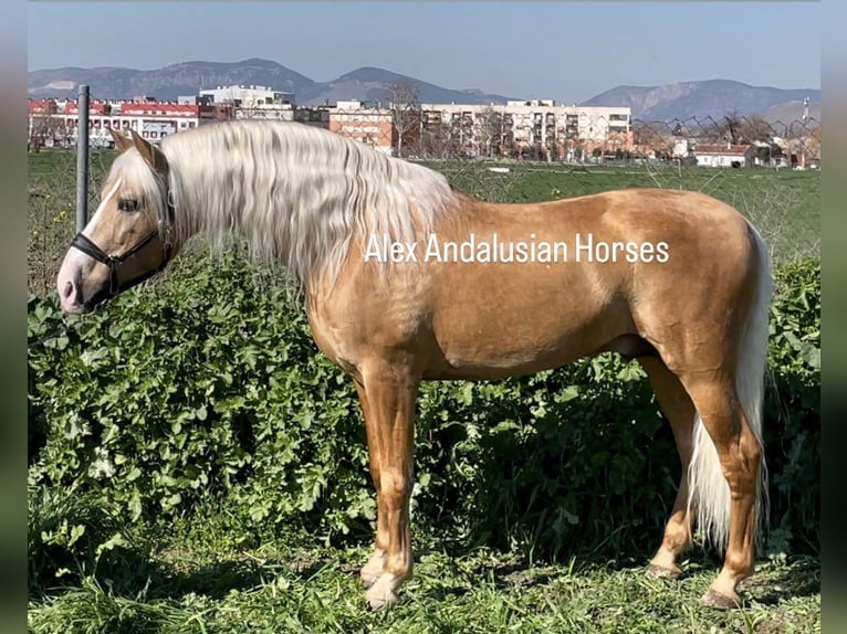 PRE Croisé Étalon 6 Ans 161 cm Palomino in Sevilla