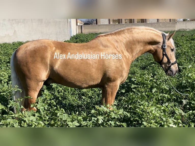 PRE Croisé Étalon 6 Ans 161 cm Palomino in Sevilla