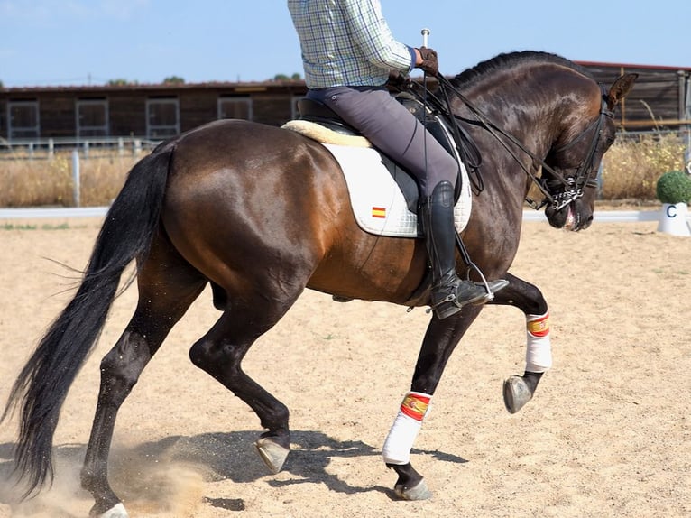 PRE Croisé Étalon 6 Ans 162 cm Bai in Navas Del Madroño