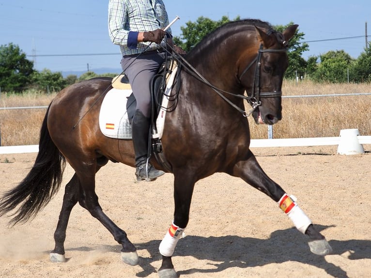 PRE Croisé Étalon 6 Ans 162 cm Bai in Navas Del Madroño