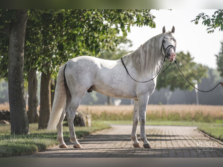 PRE Croisé Étalon 6 Ans 162 cm Blanc in Loxstedt