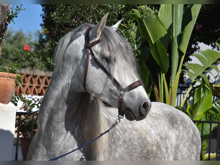 PRE Étalon 6 Ans 162 cm Gris in Provinz Malaga
