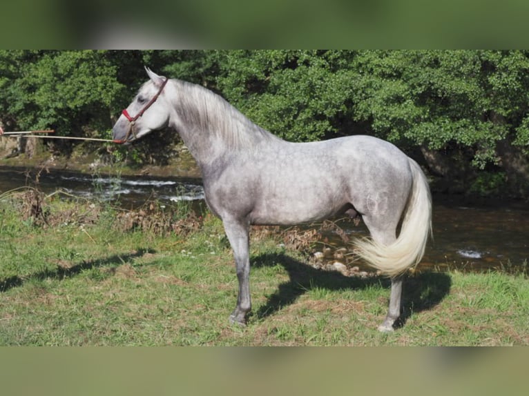 PRE Croisé Étalon 6 Ans 162 cm Gris in NAVAS DEL MADRONO