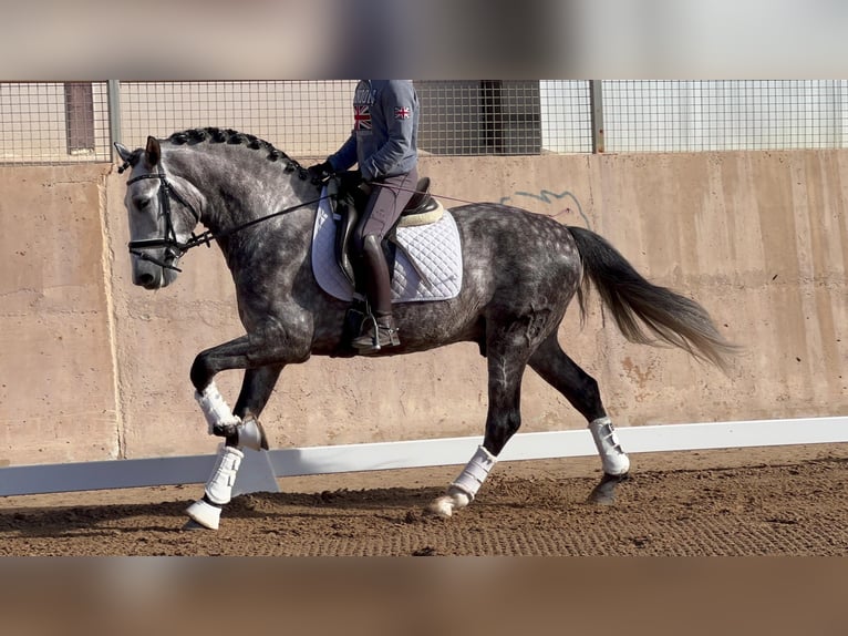 PRE Étalon 6 Ans 162 cm Gris noir in Valencia